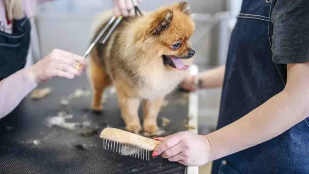 Full dog groom