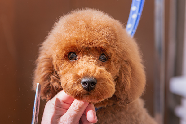 Puppy grooming
