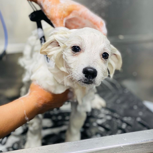 Bath and blow dry