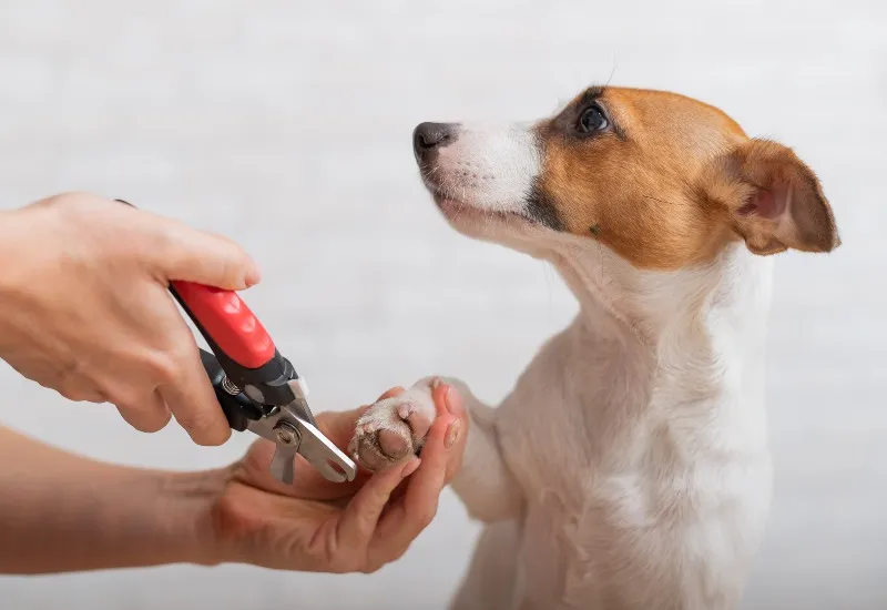 Nail trimming