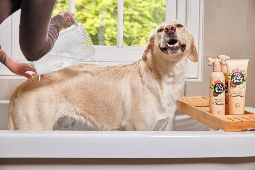 Sensitive dog grooming